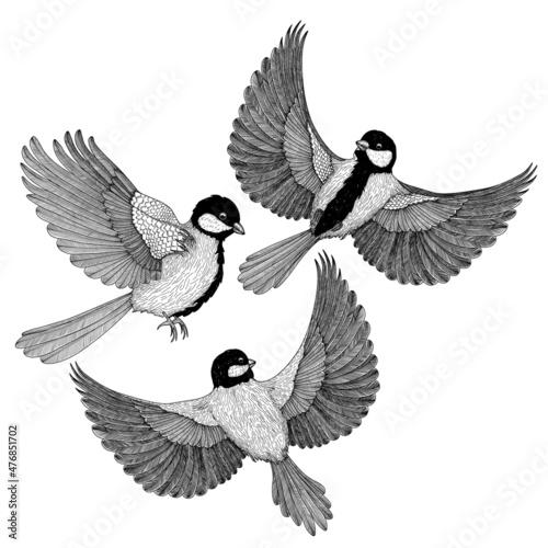 Vector illustration of three different graphic linear birds tits in flight