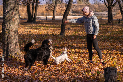 Woman walk with dogs in the autumn park. Jack Russell terrier and Bernese mountain dog play outdoors