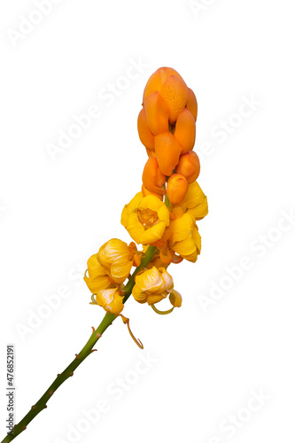 Yellow flower of Acapulo, Candelabra bush, Candle bush, Ringworm bush or Senna alata (L.) Roxb. bloom in the garden is a Thai herb isolated on white background included clipping path. photo