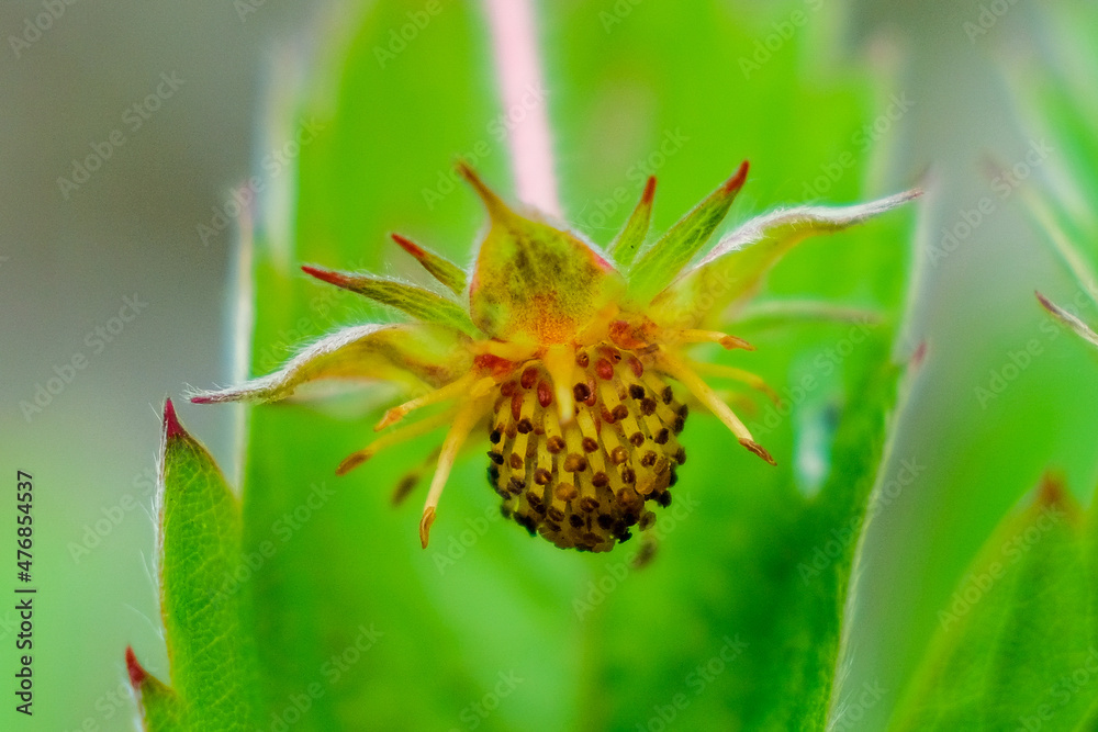 nature flower blossom