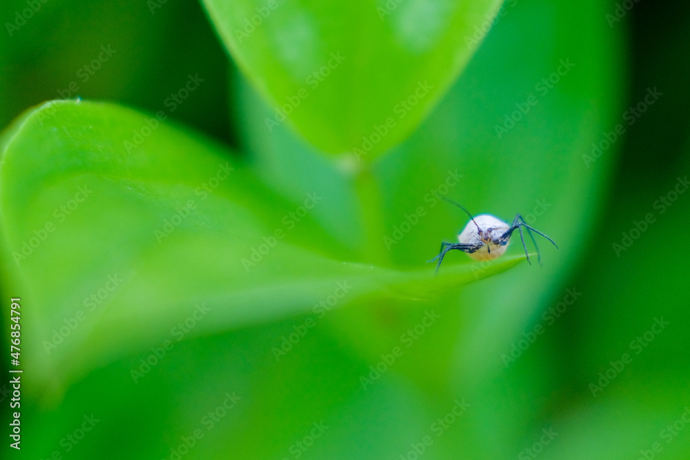 nature macro nature macro