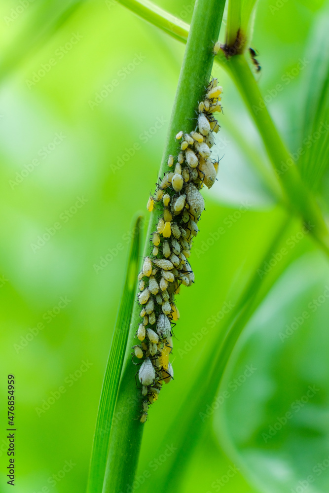 nature macro