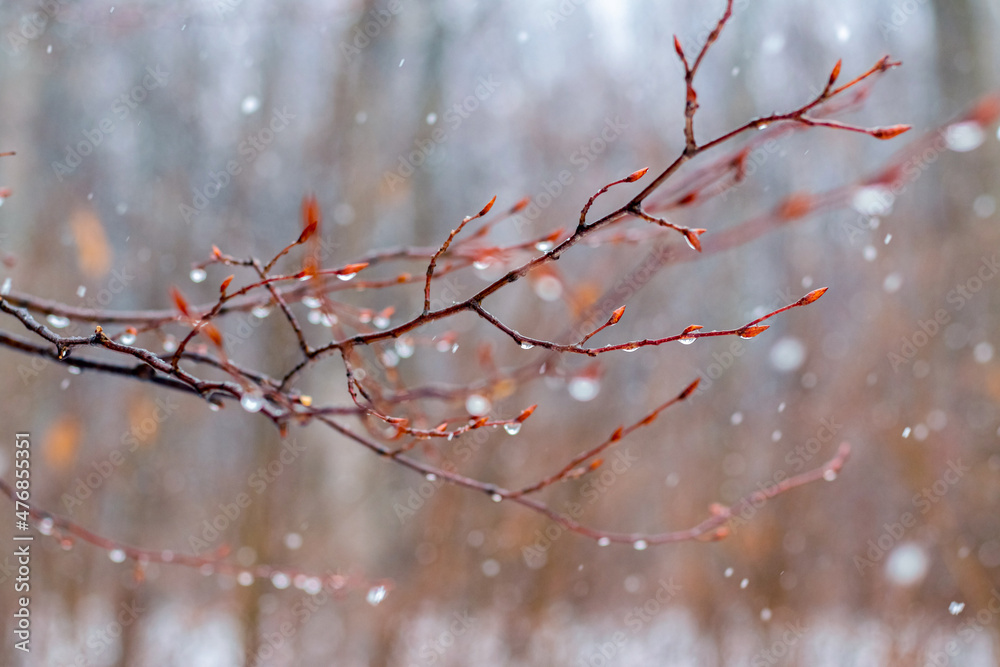 Raindrops on a bare branch in the spring during the melting snow Raindrops on a bare branch in the spring during the melting snow