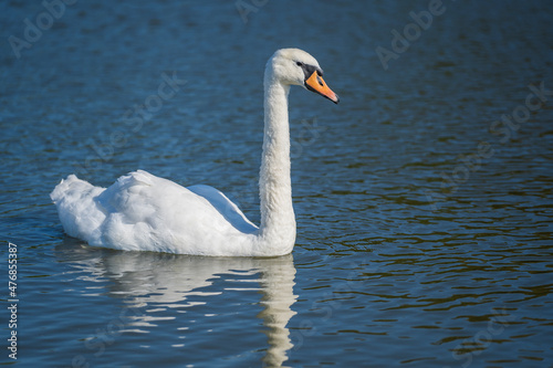 Snow-white mute swan swims in the pond water
