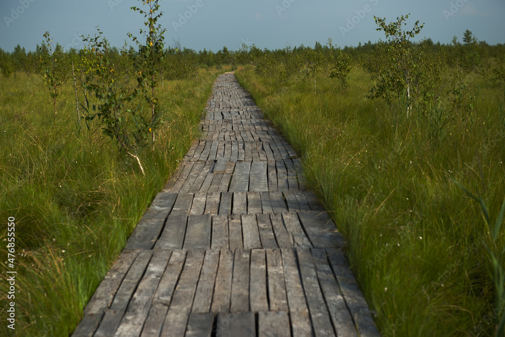 Fototapeta premium A wooden path in a swampy area in the High Swamp in Belarus. a metaphor for life, everyone goes their own way. allegory of the path of life. ecotrail in bogs in Belarus