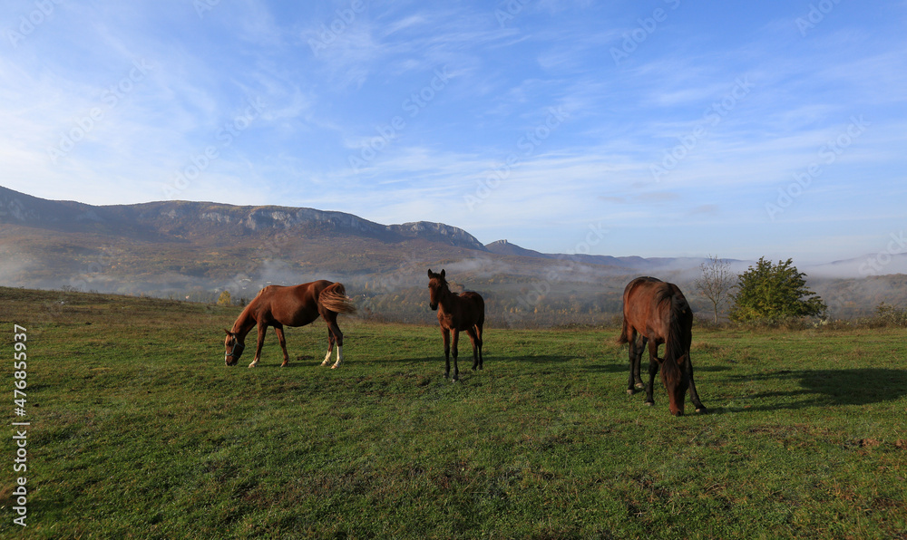 Horses graze freely on a sunny morning on a green meadow on a high mountain hill
