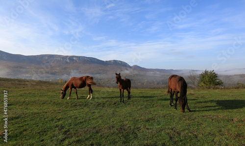 Horses graze freely on a sunny morning on a green meadow on a high mountain hill © yanakoroleva27