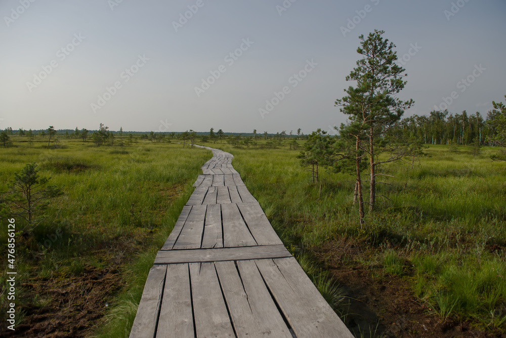 Elninskoe swamp, Belarus. Landscape of the Elninsky Reserve. A narrow wooden path winding through the swamp. Walking along the eco-trail, acquaintance with a new ecosystem. swamp-lungs of Europe