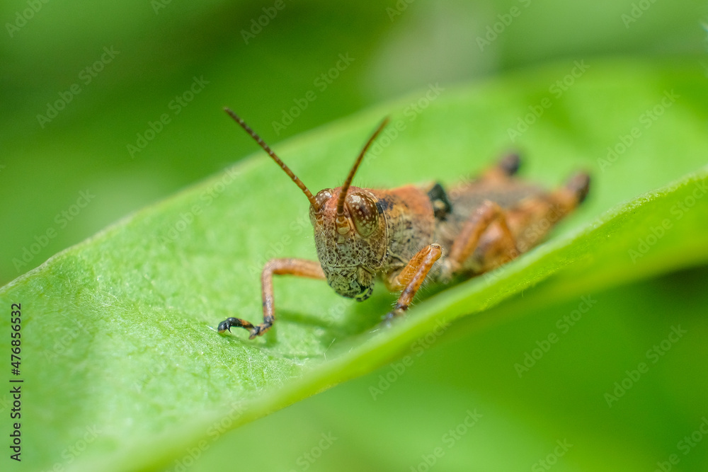 nature macro nature macro