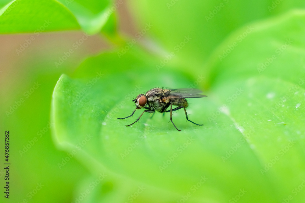 Naklejka premium nature macro