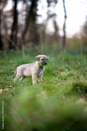 Chiot nature - bébé chien animal domestique © mathisprod