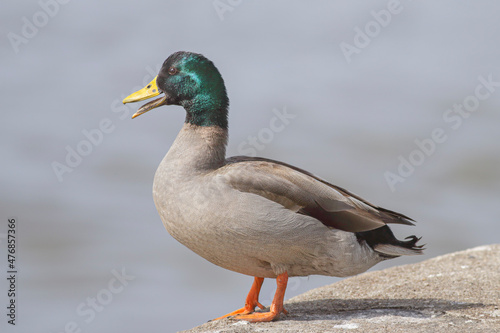 Portrait of a duck quacking