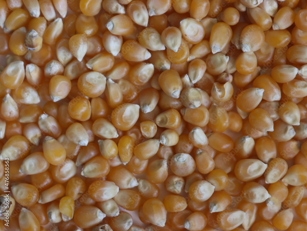 delicious natural corn popcorn flour grain food delicious natural corn popcorn flour grain food