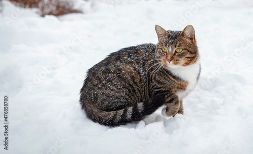 A cat is playing in the snow. 