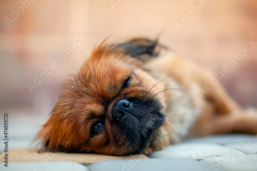 Canvastavla Pekingese pretends to sleep. One eye is open.