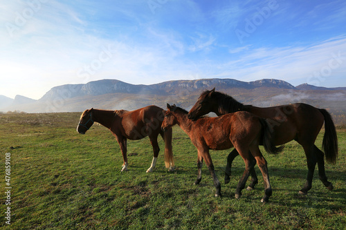 Horses graze freely on a sunny morning on a green meadow against a background of mountains and sky