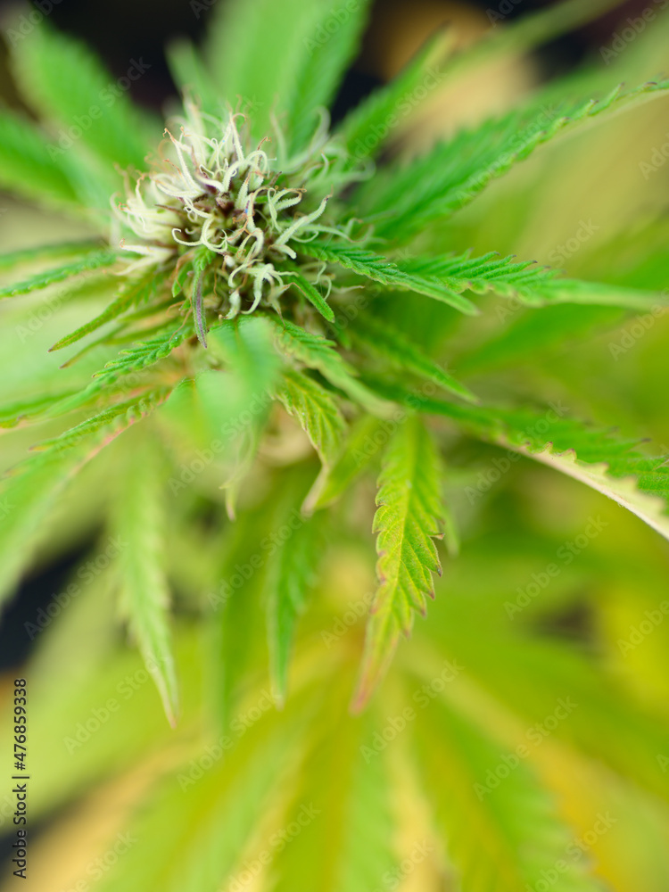 Vista de cerca de flores y hojas de una planta de marihuana (Cannabis) Vista de cerca de flores y hojas de una planta de marihuana (Cannabis)