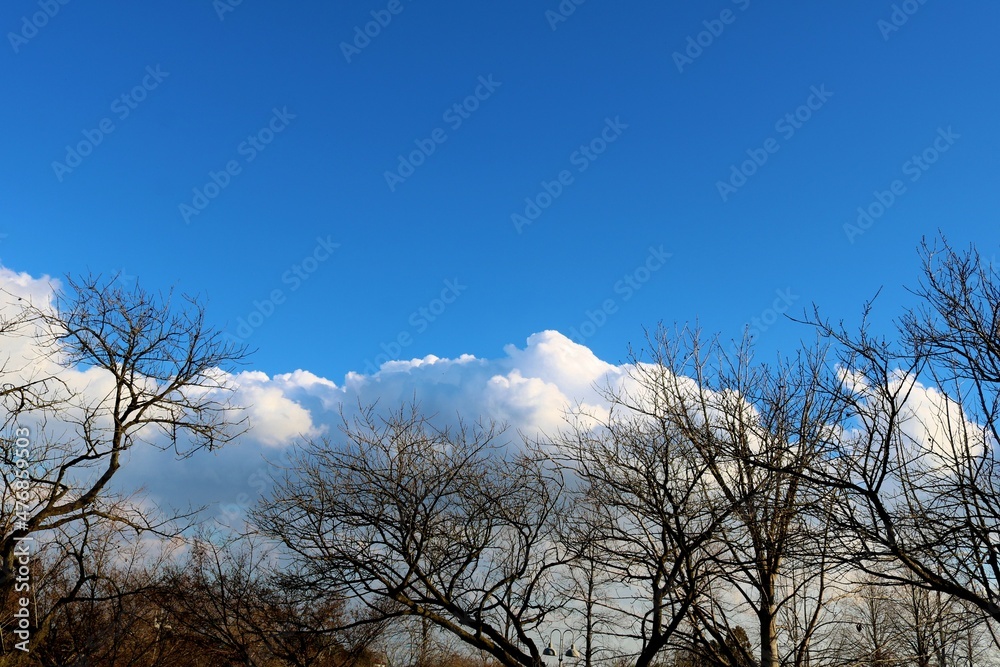 冬 落葉樹 空 風景 冬 落葉樹 空 風景