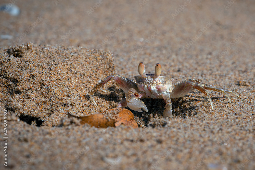 Sand bubbler crabs (or sand-bubblers) are crabs genera Scopimera and Dotilla in the family Dotillidae.
Sand bubbler crabs (or sand-bubblers) are crabs genera Scopimera and Dotilla in the family Dotillidae.