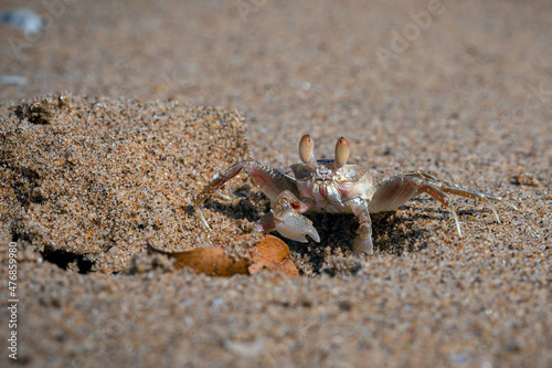 Sand bubbler crabs (or sand-bubblers) are crabs genera Scopimera and Dotilla in the family Dotillidae. 