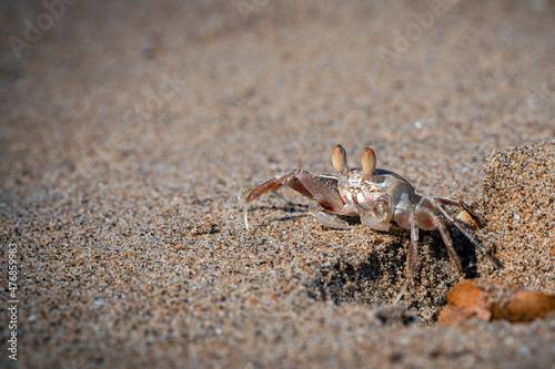 Sand bubbler crabs  or sand-bubblers  are crabs genera Scopimera and Dotilla in the family Dotillidae. 