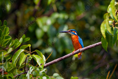 The common kingfisher (Alcedo atthis), also known as the Eurasian kingfisher and river kingfisher.  © Andrey