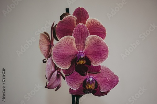 Close-uo of an orchid