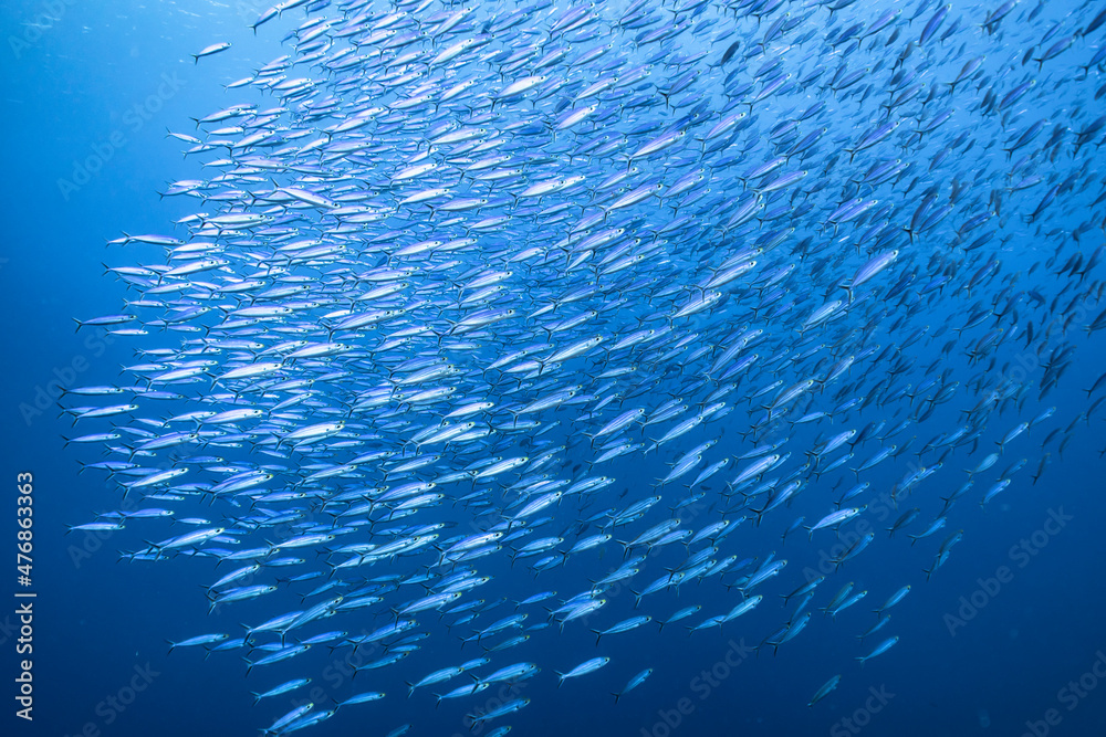 Seascape with School of Fish, Boga fish in the coral reef of the Caribbean  Sea, Curacao Stock Photo