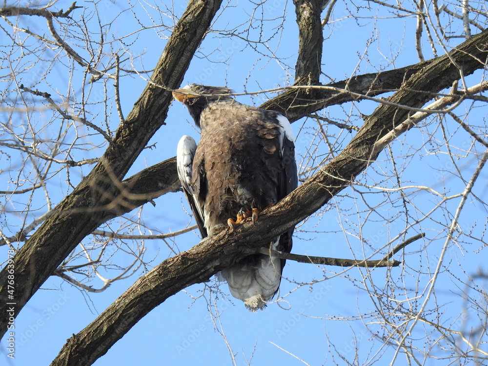 sea eagle on branch sea eagle on branch