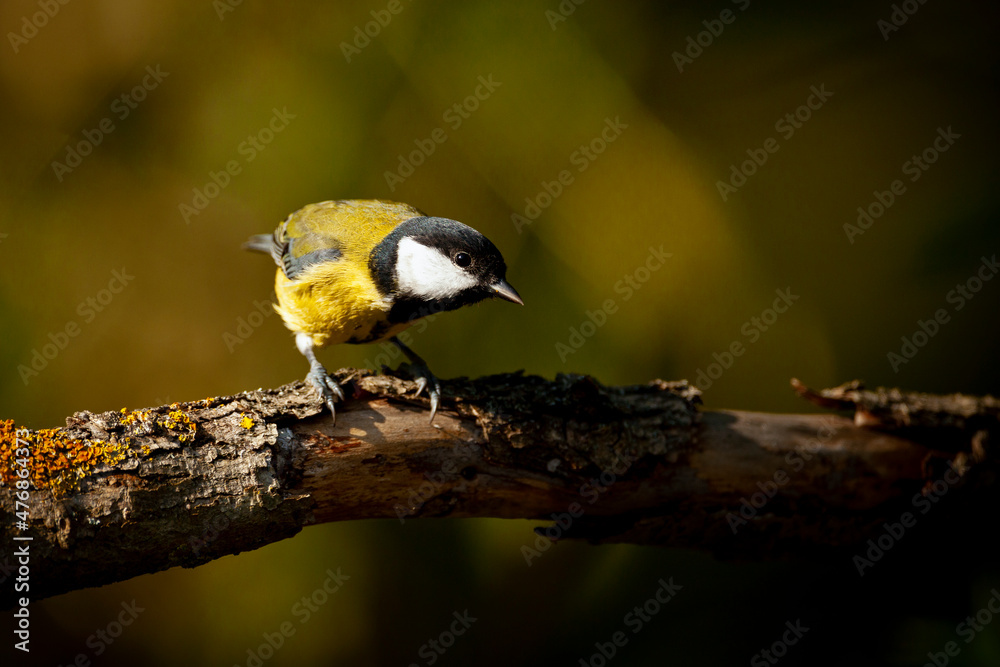 Obraz premium The great tit (Parus major) is a passerine bird in the tit family Paridae.