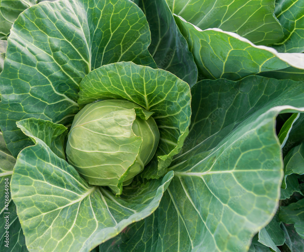 head of young green cabbage close-up. head of young green cabbage close-up.
