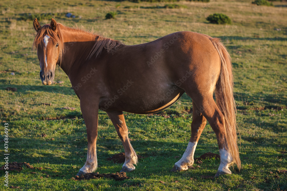 Beautiful brown horse in the morning sunlight. Beautiful brown horse in the morning sunlight.