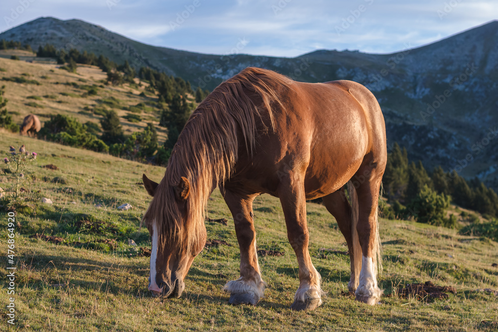Beautiful brown horse grazing in the mountains.