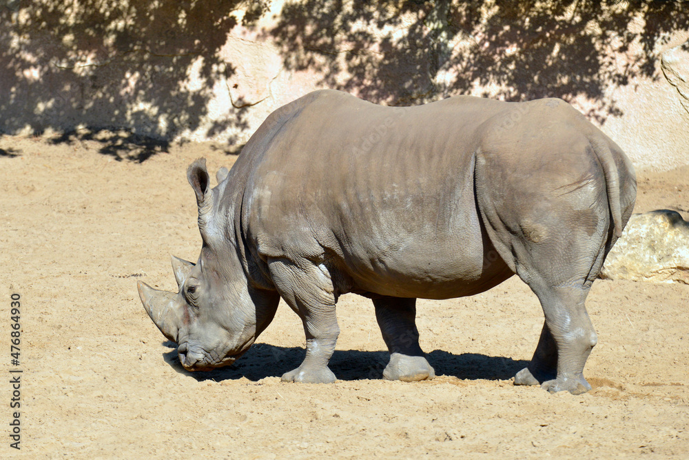 Fototapeta premium White rhinoceros or square-lipped rhinoceros (Ceratotherium simum) standing on sand