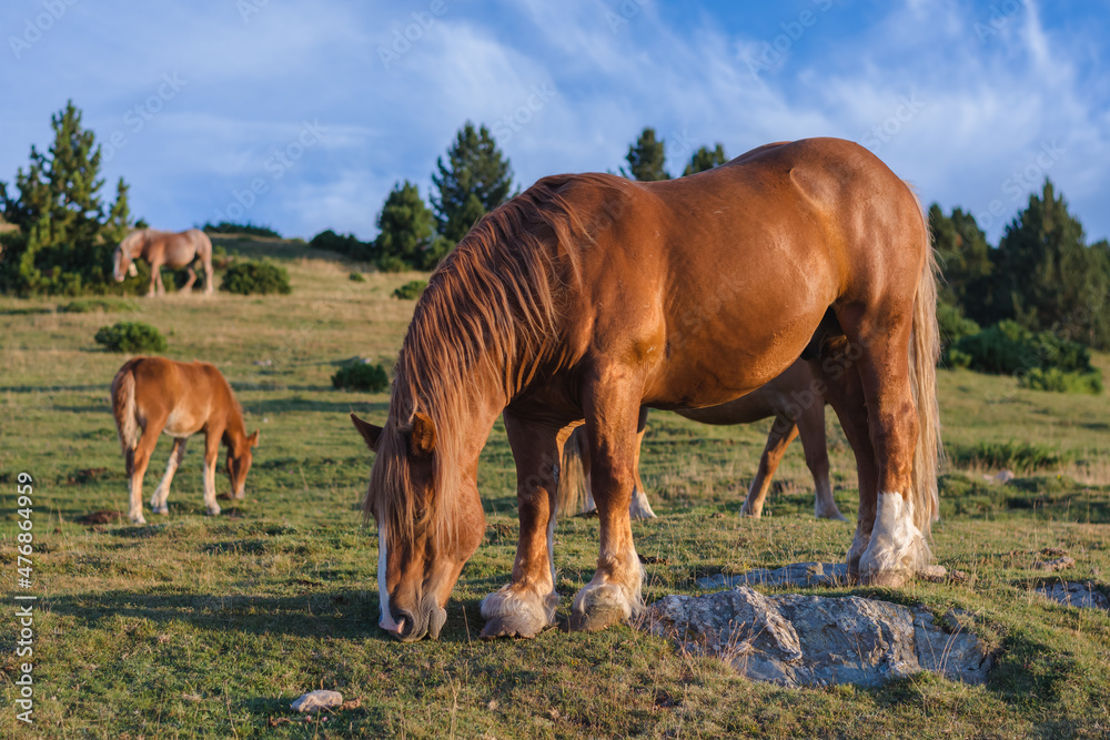 Horses grazing in the high mountains. Horses grazing in the high mountains.