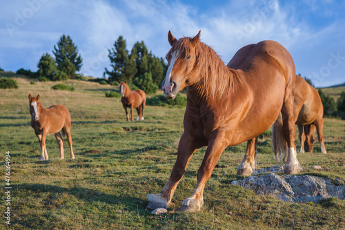 Herd of horses on the mountains.