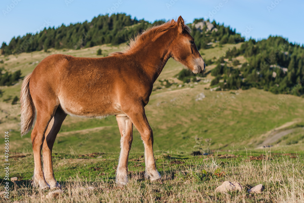 Fototapeta premium Young brown beautiful horse in the mountains.