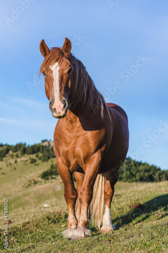 Portrait of a horse on a meadow