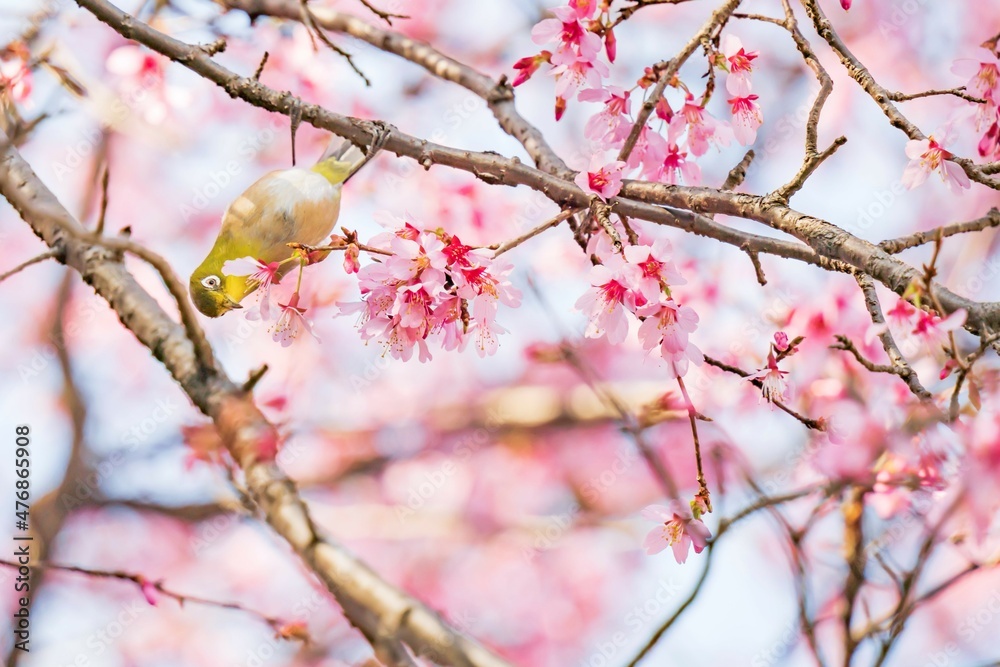 桜の花を覗き込む1羽のメジロ【Zosterops japonicus and Cherry blossom】