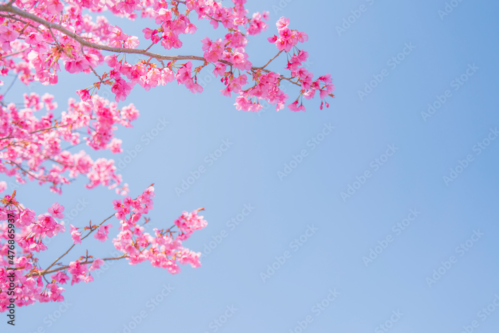 ≪桜≫満開のヨコハマヒザクラと青空
【Japanese cherry and Blue sky】