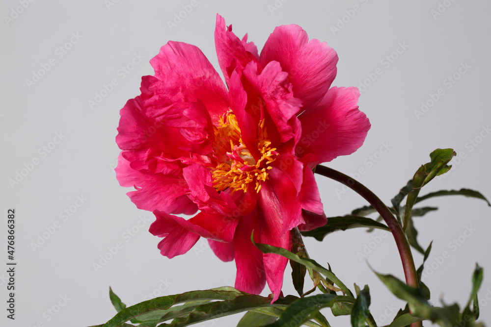 Bright pink peony flower isolated on gray background.
