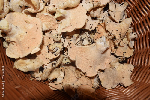 Hydnum repandum, commonly known as the sweet tooth, wood hedgehog or hedgehog mushroom