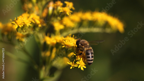 European honey bee ( apis mellifera ) collecting nectar and pollen on a Giant goldenrod flower ( Solidago gigantea ) with yellow blossoms