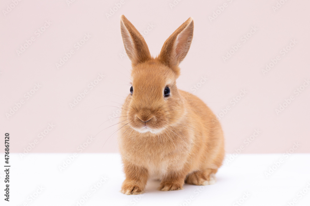 Obraz premium Red bunny rabbit portrait on background