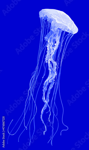 Drawing White jellyfis, art.illustration, vector