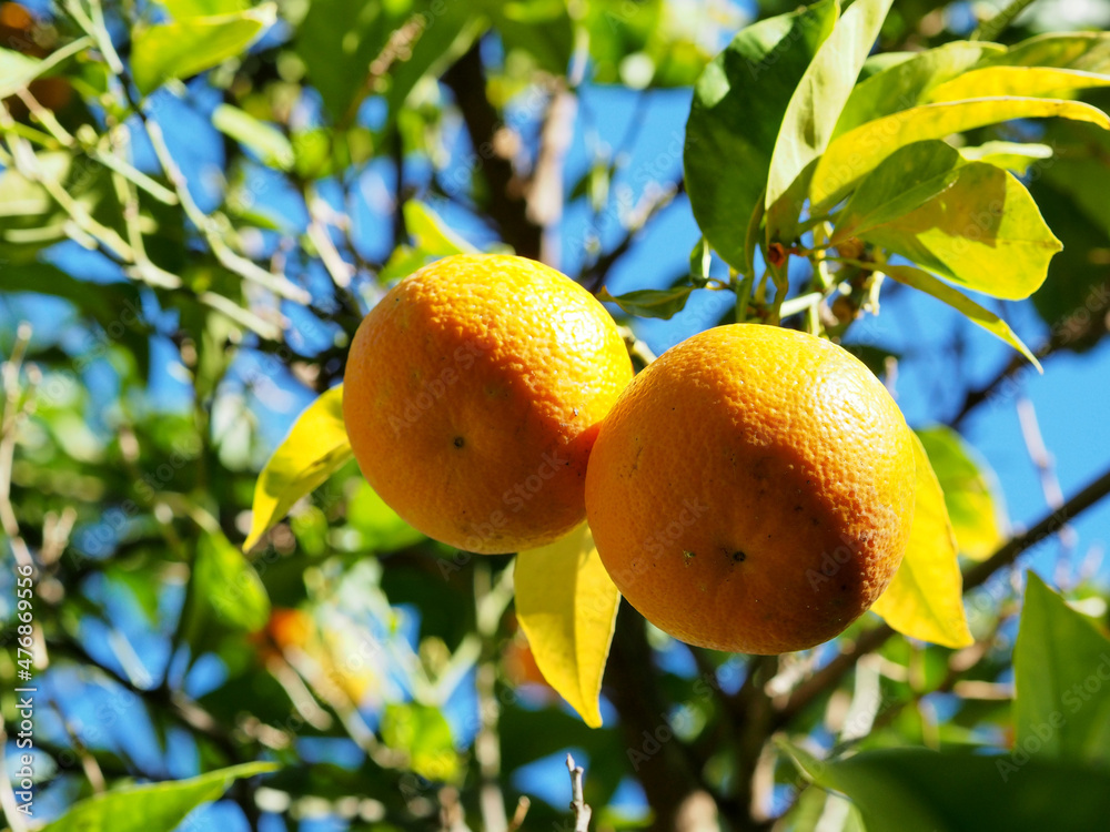 Tangerines on a tangerine tree. Close-up