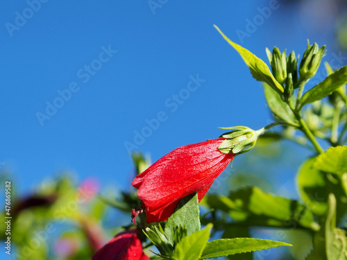 Bright red Malvaviscus flower photo