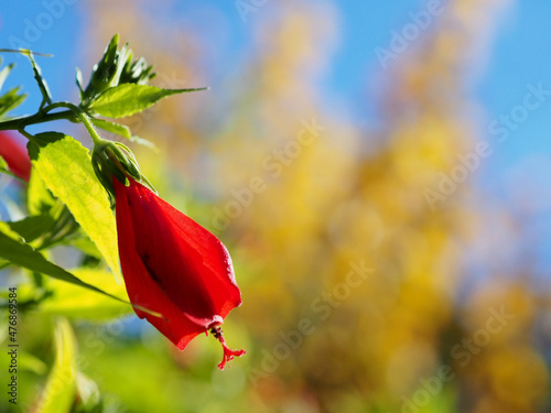 Red flower Malvaviscus arboreus. Selective focus photo