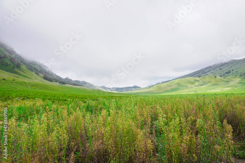 Extensive view of the hill green savanna 