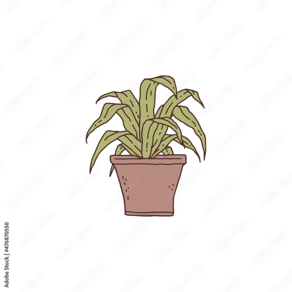 dracaena houseplant. Indoor potted plant vector outline doodle illustration.